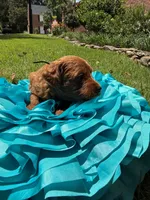 Sam, a male Miniature Goldendoodle and Miniature Labradoodle for sale in LaGrange, GA – 6 of 9