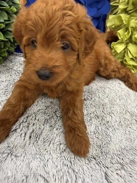 Max – Miniature Goldendoodle, Miniature Labradoodle puppy for sale in LaGrange, GA