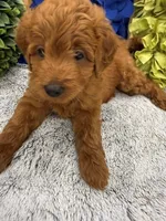 Reduced!! Max, a male Miniature Goldendoodle and Miniature Labradoodle for sale in LaGrange, GA – 1 of 8