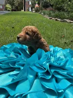 Annabelle, a female Miniature Goldendoodle and Miniature Labradoodle for sale in LaGrange, GA – 4 of 7
