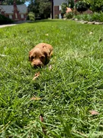 Millie, a female Miniature Goldendoodle and Miniature Labradoodle for sale in LaGrange, GA – 6 of 8
