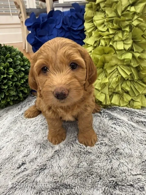 Reduced!  Millie – Miniature Goldendoodle, Miniature Labradoodle puppy for sale in LaGrange, GA