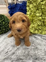 Reduced!  Millie, a female Miniature Goldendoodle and Miniature Labradoodle for sale in LaGrange, GA – 1 of 4
