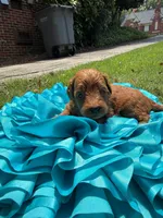 Max, a male Miniature Goldendoodle and Miniature Labradoodle for sale in LaGrange, GA – 2 of 5