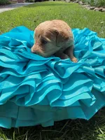 Witt, a male Miniature Goldendoodle and Miniature Labradoodle for sale in LaGrange, GA – 2 of 8