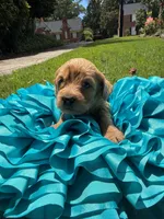 Lily, a female Miniature Goldendoodle and Miniature Labradoodle for sale in LaGrange, GA – 3 of 4