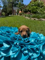 Keelie, a female Miniature Goldendoodle and Miniature Labradoodle for sale in LaGrange, GA – 2 of 6
