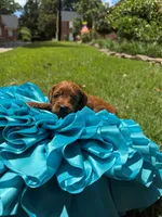 Sam, a male Miniature Goldendoodle and Miniature Labradoodle for sale in LaGrange, GA – 9 of 9