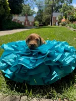 Millie, a female Miniature Goldendoodle and Miniature Labradoodle for sale in LaGrange, GA – 8 of 8