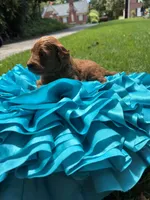 Max, a male Miniature Goldendoodle and Miniature Labradoodle for sale in LaGrange, GA – 4 of 5
