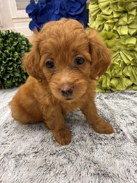Mia – Miniature Goldendoodle, Miniature Labradoodle puppy for sale in LaGrange, GA
