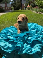 Witt, a male Miniature Goldendoodle and Miniature Labradoodle for sale in LaGrange, GA – 6 of 8
