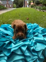 Mia, a female Miniature Goldendoodle and Miniature Labradoodle for sale in LaGrange, GA – 7 of 7
