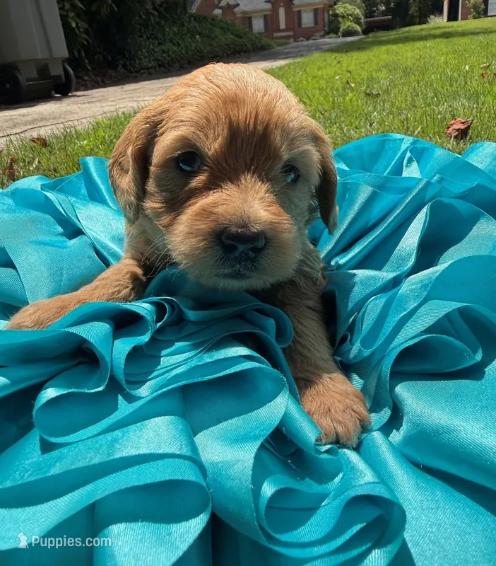 Lily – Miniature Goldendoodle, Miniature Labradoodle puppy for sale in LaGrange, GA