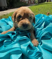 Lily, a female Miniature Goldendoodle and Miniature Labradoodle for sale in LaGrange, GA – 1 of 4