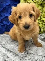 Reduced!  Witt, a male Miniature Goldendoodle and Miniature Labradoodle for sale in LaGrange, GA – 1 of 10