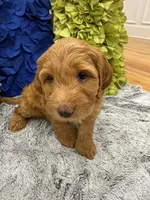 Reduced!  Millie, a female Miniature Goldendoodle and Miniature Labradoodle for sale in LaGrange, GA – 3 of 4
