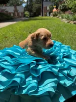 Witt, a male Miniature Goldendoodle and Miniature Labradoodle for sale in LaGrange, GA – 8 of 8