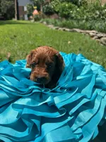 Sam, a male Miniature Goldendoodle and Miniature Labradoodle for sale in LaGrange, GA – 4 of 9