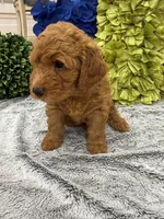 Reduced!  Annabelle, a female Miniature Goldendoodle and Miniature Labradoodle for sale in LaGrange, GA – 2 of 9