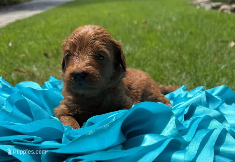 Max – Miniature Goldendoodle, Miniature Labradoodle puppy for sale in LaGrange, GA