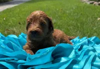 Max, a male Miniature Goldendoodle and Miniature Labradoodle for sale in LaGrange, GA – 1 of 5