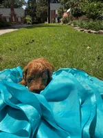 Max, a male Miniature Goldendoodle and Miniature Labradoodle for sale in LaGrange, GA – 5 of 5
