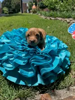 Millie, a female Miniature Goldendoodle and Miniature Labradoodle for sale in LaGrange, GA – 2 of 8