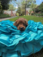 Sam, a male Miniature Goldendoodle and Miniature Labradoodle for sale in LaGrange, GA – 3 of 9