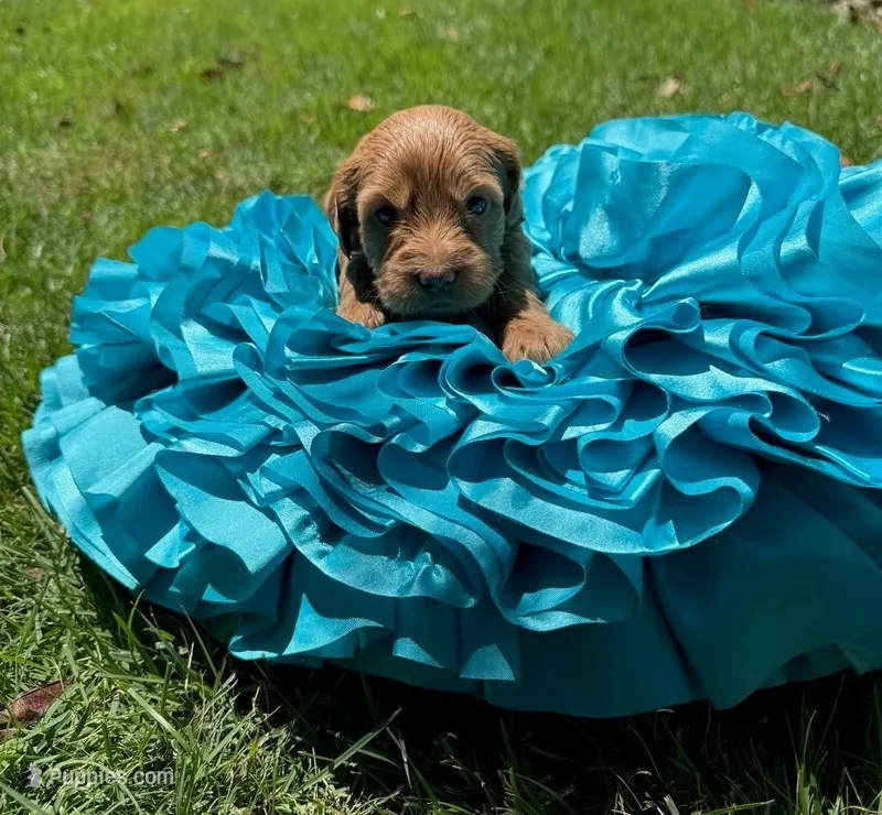 Millie – Miniature Goldendoodle, Miniature Labradoodle puppy for sale in LaGrange, GA