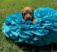Millie, a female Miniature Goldendoodle and Miniature Labradoodle for sale in LaGrange, GA – 1 of 8