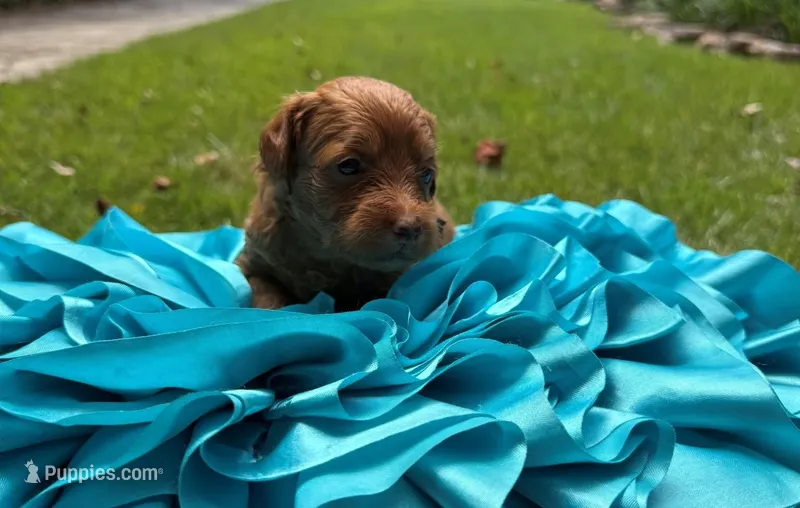Mia – Miniature Goldendoodle, Miniature Labradoodle puppy for sale in LaGrange, GA