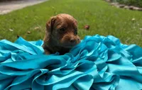 Mia, a female Miniature Goldendoodle and Miniature Labradoodle for sale in LaGrange, GA – 1 of 7