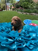 Keelie, a female Miniature Goldendoodle and Miniature Labradoodle for sale in LaGrange, GA – 3 of 6