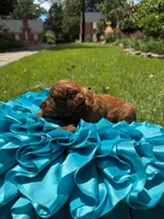 Sam, a male Miniature Goldendoodle and Miniature Labradoodle for sale in LaGrange, GA – 7 of 9