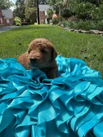 Annabelle, a female Miniature Goldendoodle and Miniature Labradoodle for sale in LaGrange, GA – 6 of 7