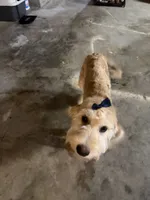 Sunshine , a female Goldendoodle for sale in Calhoun, GA – 8 of 8