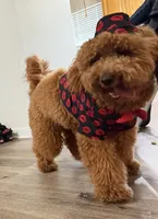Dash, a male Miniature Goldendoodle for sale in Calhoun, GA – 4 of 7