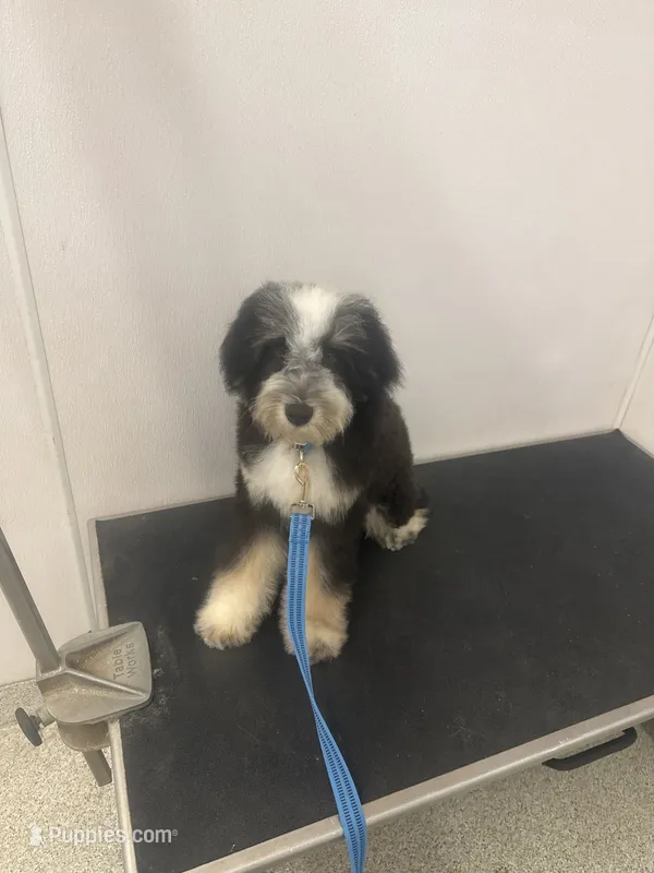 Theo  – Miniature Bernedoodle puppy for sale in Calhoun, GA