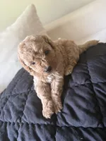 Gold girl, a female Miniature Goldendoodle for sale in Calhoun, GA – 6 of 6