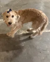 Sunshine , a female Goldendoodle for sale in Calhoun, GA – 5 of 8