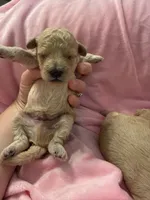 Golden maltipoo, a female Maltipoo and Miniature Goldendoodle for sale in Calhoun, GA – 8 of 10