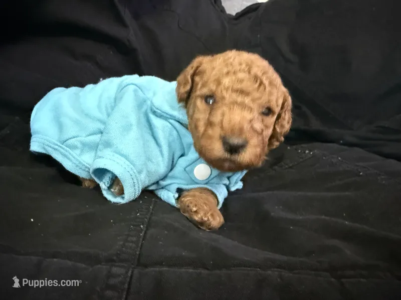 Rusty – Miniature Goldendoodle puppy for sale in Calhoun, GA