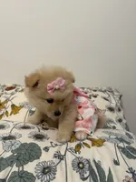 Dixie , a female Pomeranian for sale in Calhoun, GA – 4 of 6