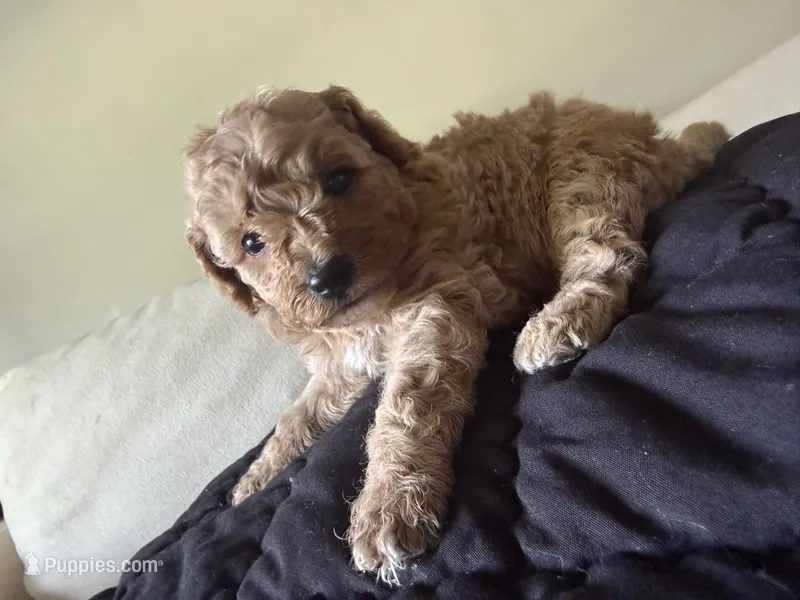 Gold girl – Miniature Goldendoodle puppy for sale in Calhoun, GA