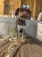 Star, a female Miniature Bernedoodle for sale in Calhoun, GA – 4 of 5