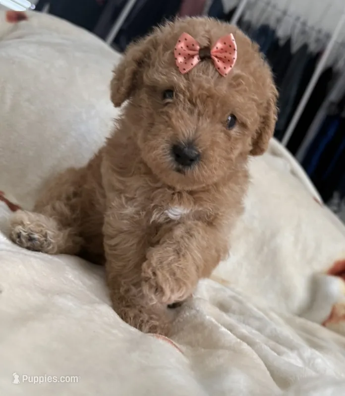 Gold girl – Miniature Goldendoodle puppy for sale in Calhoun, GA