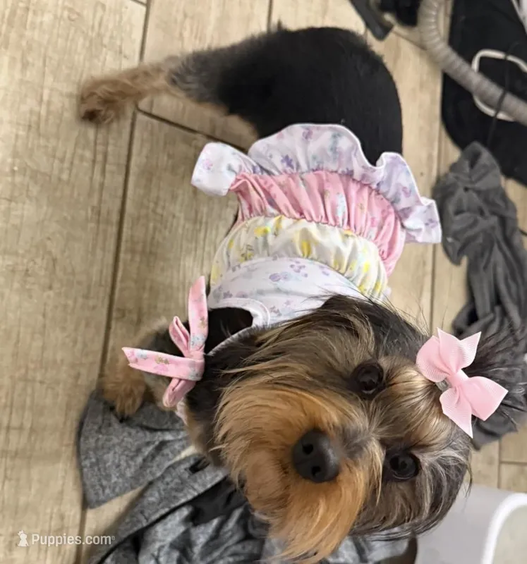 Nala – Yorkipoo puppy for sale in Calhoun, GA