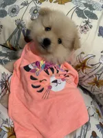Pom Pom , a female Pomeranian for sale in Calhoun, GA – 1 of 9