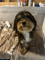 Leo, a male Miniature Bernedoodle for sale in Calhoun, GA – 8 of 9
